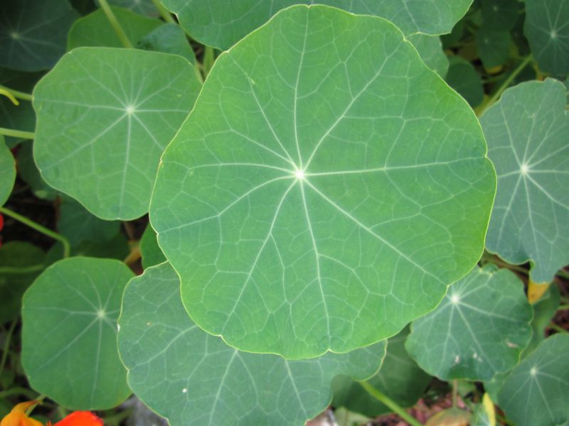 nasturtium leaf close